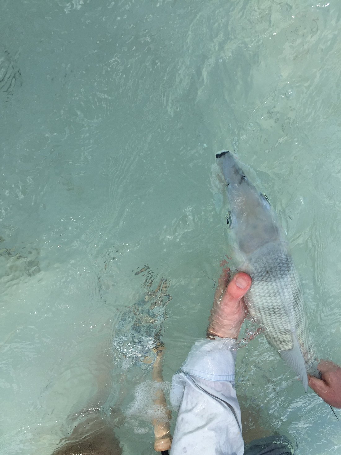 Proper bonefish handling